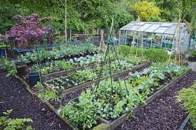 Organic Vegetable Garden