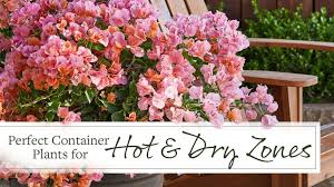 Container Plants For Hot And Dry Zones