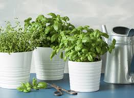 A Complete Guide To Grow Herbs Indoors