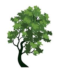 Green Tree With Leaves Vector Outline