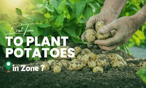 When To Plant Potatoes In Zone 7 For