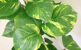 Garden Plants That Are Toxic To Your Dog
