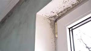 Easy S To Remove Black Mould From