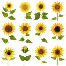 Sunflower Icon Images Browse 380