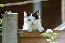 Stop Cats Fouling In Your Garden