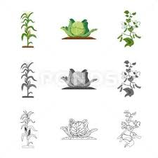 Plant Icon Set Of Greenhous And Garden