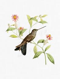 Hummingbird Clip Art Vintage