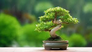 Serene Beauty Of A Japanese Bonsai Tree