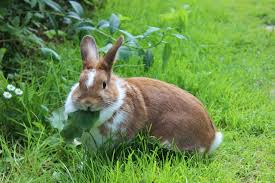 How To Keep Rabbits Away From Your Lawn