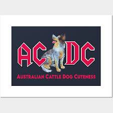 Blue Heeler Acd Australian Cattle Dog