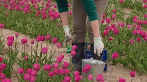 Hand Picking Flower Stock Footage