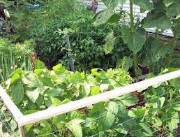 Vegetable Garden Ideas For Nj Residents