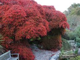 Acer Palmatum Dissectum Viridis From