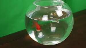 Goldfish In Glass Bowl Green Screen