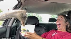 Animals Lean In Through Car Window