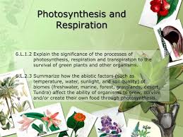 Ppt Photosynthesis And Respiration
