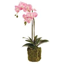 Pink Phalaenopsis Orchid Drop
