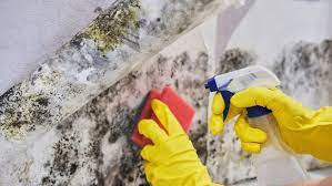 Easy S To Remove Black Mould From