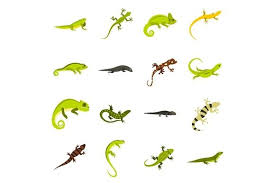 Lizard Icons Set Flat Style