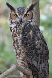 Super Predator The Great Horned Owl
