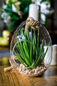 Photo Succulent In A Glass Pot