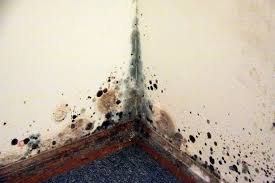 How Mould And Damp In Your Home Affects