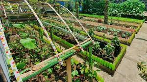 Urban Gardening Pushed At Barangay Level