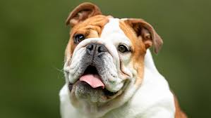 English Bulldogs Compromised By