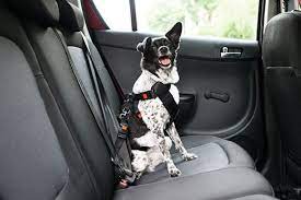 Safety Tips For Dogs Open Car Windows