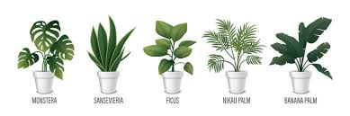 House Plant Vector Images Over 100 000