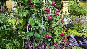 Where To Put Your Vegetable Garden
