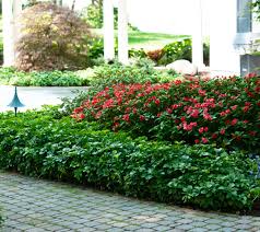 Our 12 Favorite Walkable Ground Covers