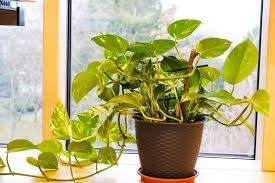 Epipremnum Aureum Golden Pothos