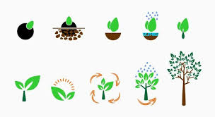 Plant Growth Icon Vector Art Icons