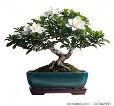 Gardenia Bonsai Ai Image Stock