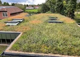 Green Roof On An Extension In East