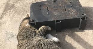Rat Bait Box In County Durham
