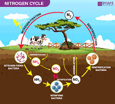Nitrogen Cycle Explained Definition