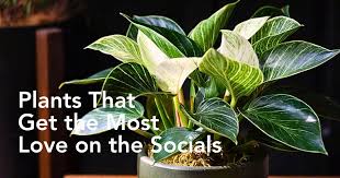 Houseplants Are Hot On Instagram