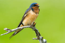 Wild Profile Meet The Barn Swallow