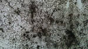 What Is Black Mould Your Mould