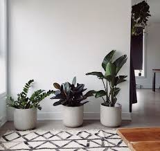 20 Feng Shui Plants And Their