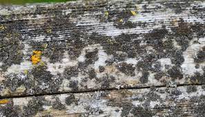 how to remove mold from wood an