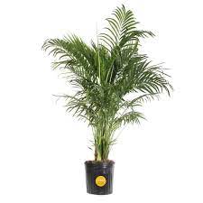 Costa Farms Cateracterum Indoor Palm