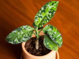 How To Grow And Care For Polka Dot Plant