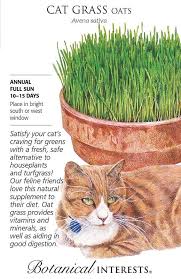 Cat Grass Oats Seeds Gulley Greenhouse