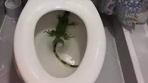 In Florida Toilet Bowls