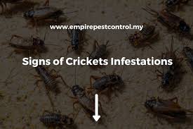 Signs Of Crickets Infestations Guide