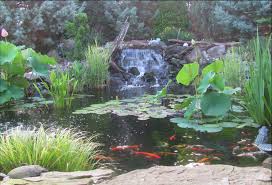 5 Benefits Of A Backyard Pond That Ll