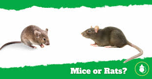 How To Tell If I Have Mice Or Rats